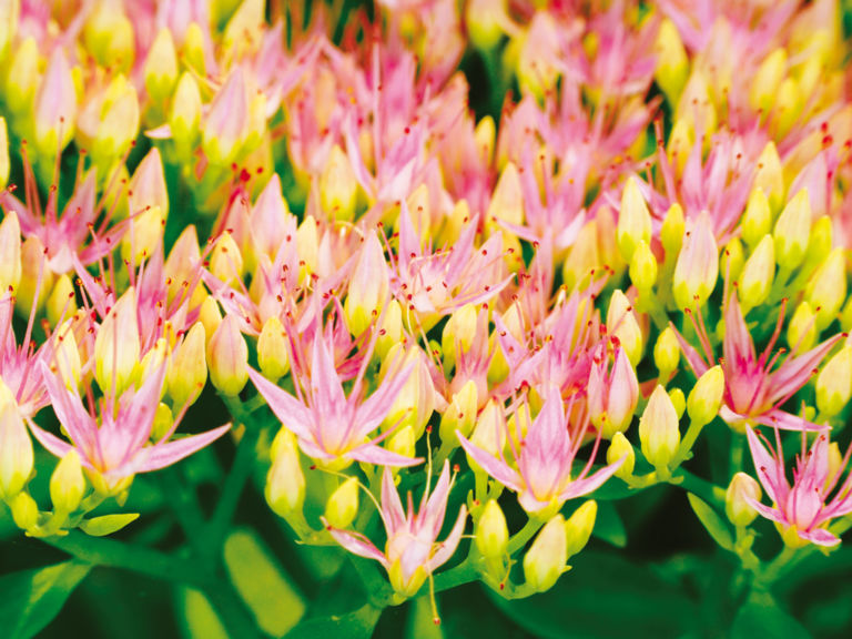 Arctic root to improve resilience - Farmaderbe